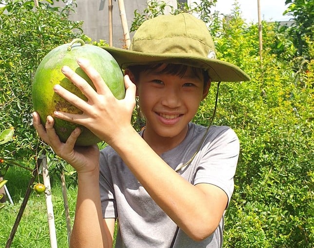 Close-up kebun buah 'unik' di Binh Duong foto 9