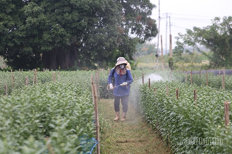 Làng hoa Tiên Du hối hả vào vụ Tết