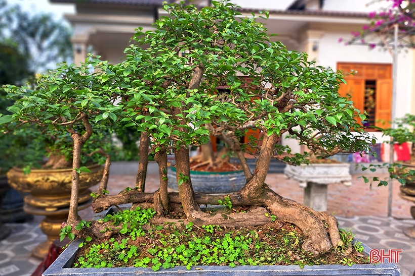 Khám phá vườn bonsai tiền tỷ ở Nghi Xuân