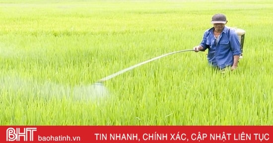 Sâu bệnh tiếp tục gây hại lúa hè thu ở Đức Thọ