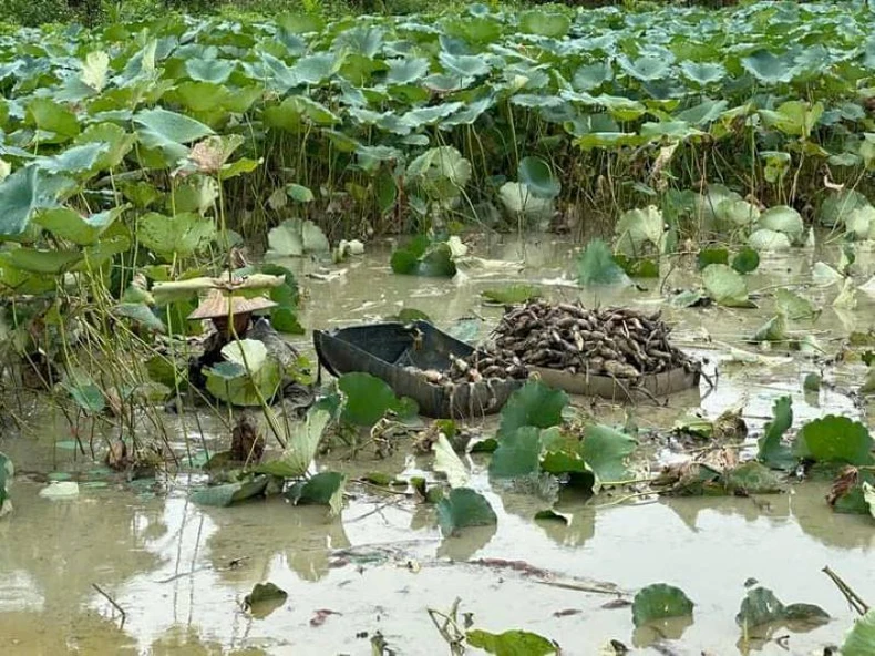 Au milieu de la verdure de Nho Quan photo 6