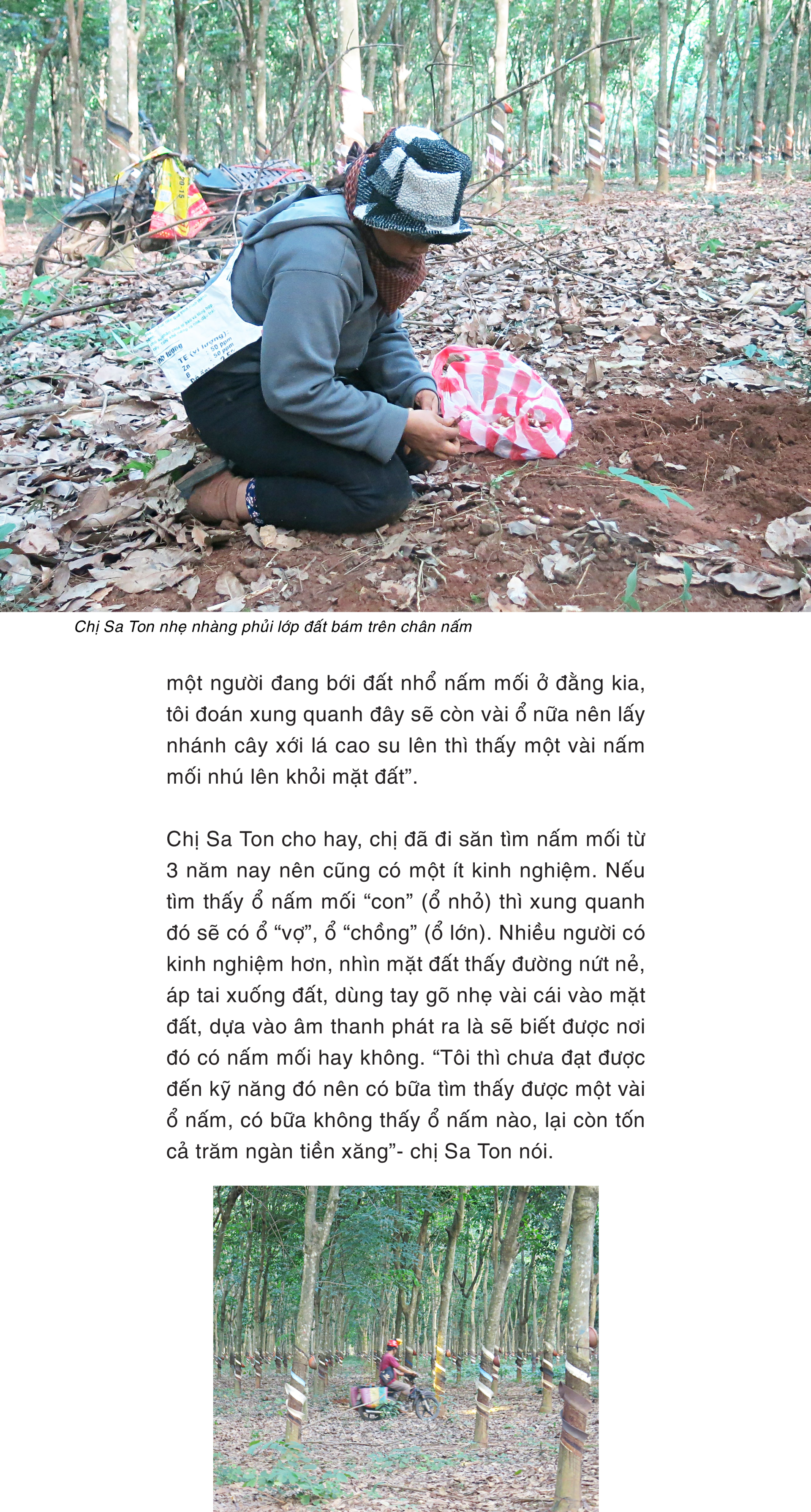 Mùa săn nấm mối