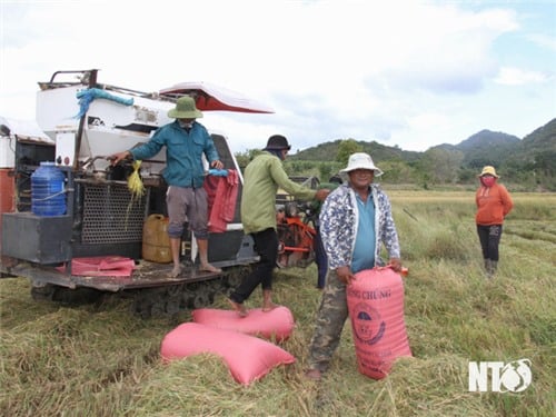 Liên kết sản xuất giúp nông dân huyện Bác Ái nâng cao thu nhập