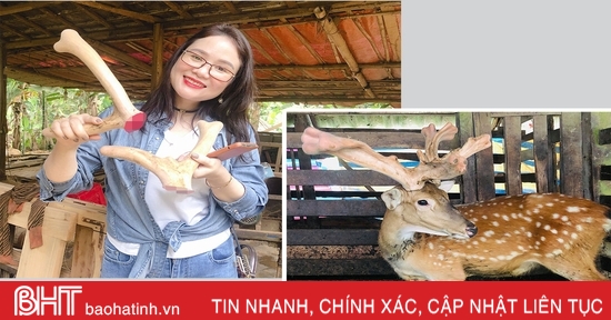 Gần 2 tỷ đồng xây dựng mô hình liên kết sản phẩm OCOP từ nhung hươu