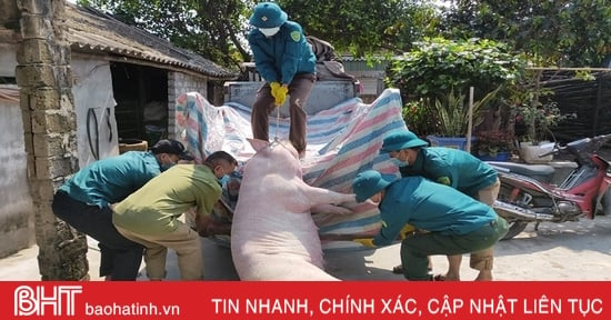 Hà Tĩnh bổ cứu công tác phòng chống dịch tả lợn châu Phi