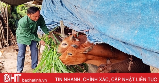 Tăng cường phòng, chống đói, rét cho gia súc, gia cầm và thuỷ sản nuôi