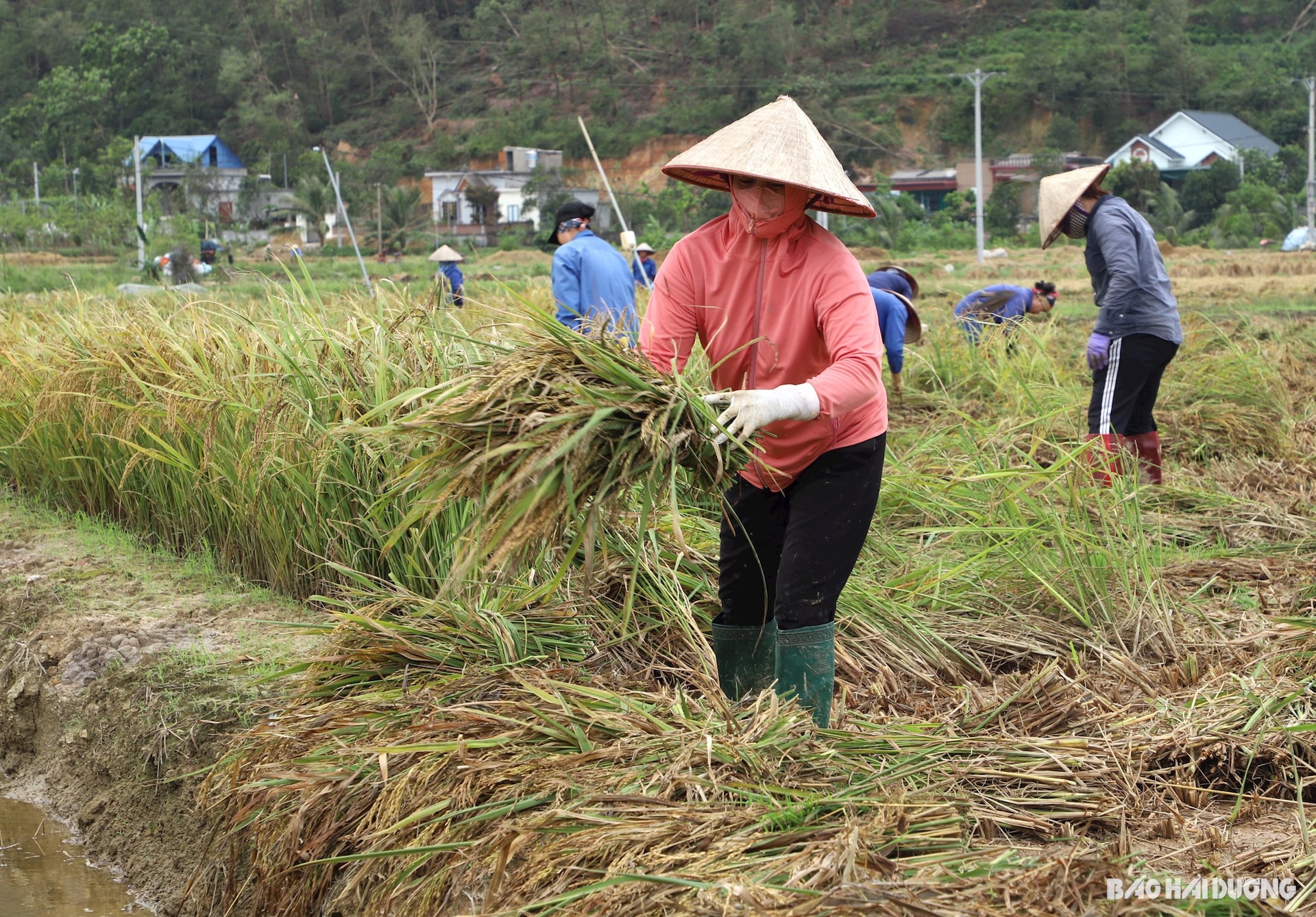 Hải Dương thu hoạch lúa mùa nhanh hơn năm ngoái