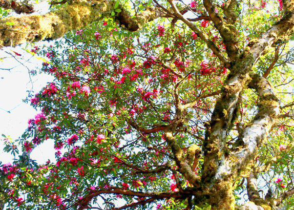 Tay Con Linh special-use forest covers over 15 thousand hectares, of which more than 5 thousand hectares have rhododendron trees, concentrated in Cao Bo commune.