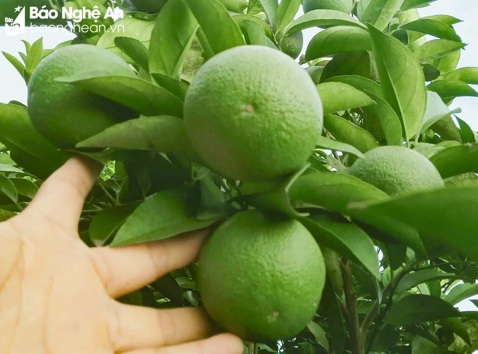 bna_dưỡng quả.jpg