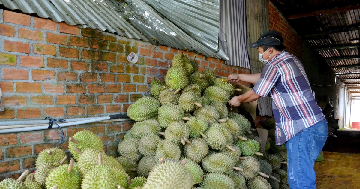 Die Produktion von Dak Nong-Früchten ging um etwa 652 Tonnen zurück