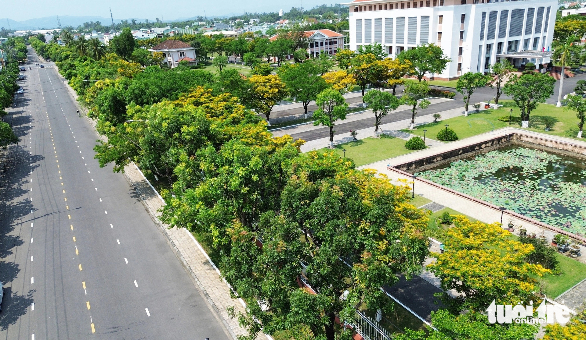 Những cây sưa trong trụ sở tỉnh Quảng Nam nở vàng 