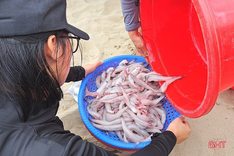 Las gachas de pescado Nghi Xuan son frescas y deliciosas, a buen precio.