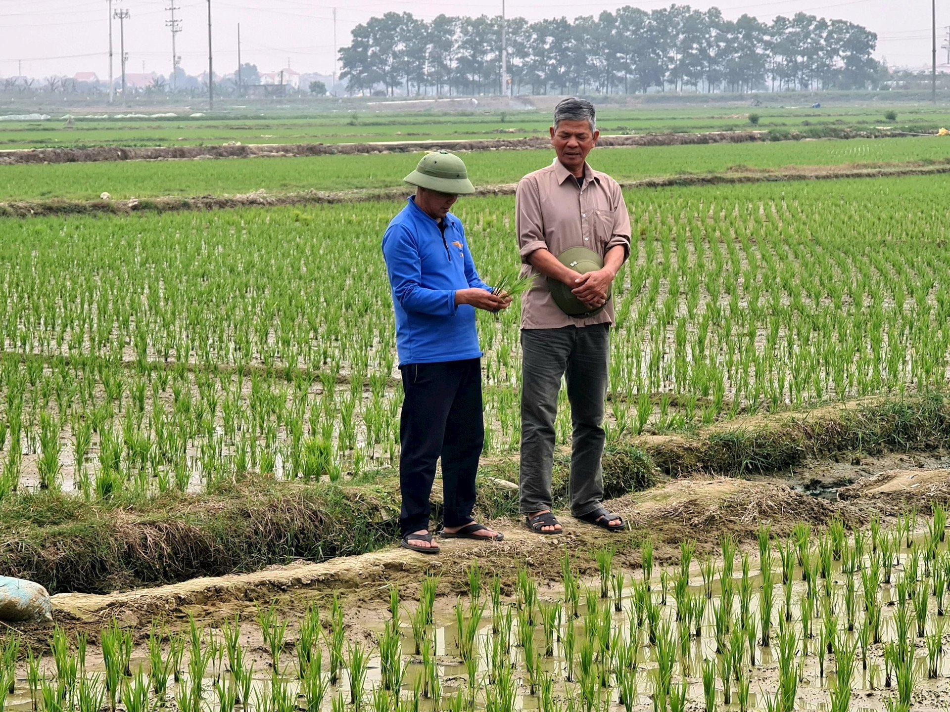 Hai Duong farmers complete winter-spring rice planting