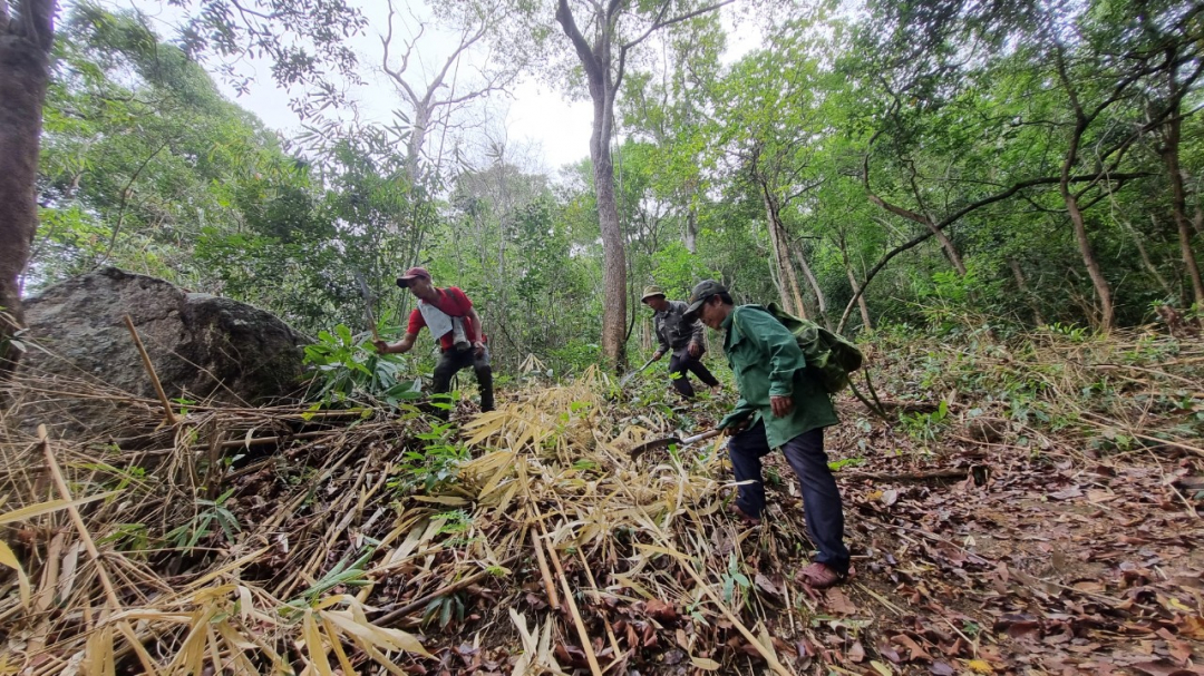 Fortalecimiento de la gestión de la protección forestal durante el Año Nuevo Lunar