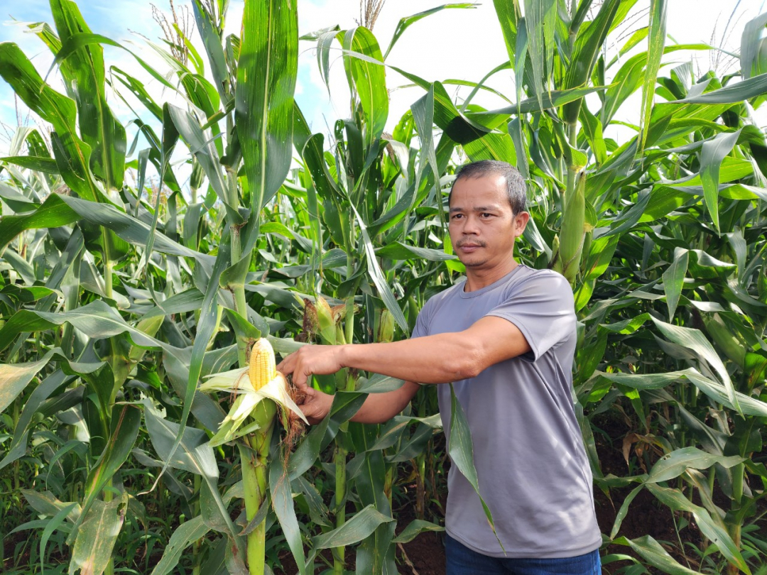 Cây ngô lai LVN66 sinh trưởng và phát triển tốt, cho năng suất cao, phù hợp với điều kiện khí hậu địa phương.