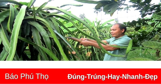 Cẩm Khê đẩy mạnh xuất khẩu lao động