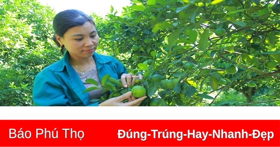 Hiệu quả từ trồng chanh tứ thì trên đất đồi