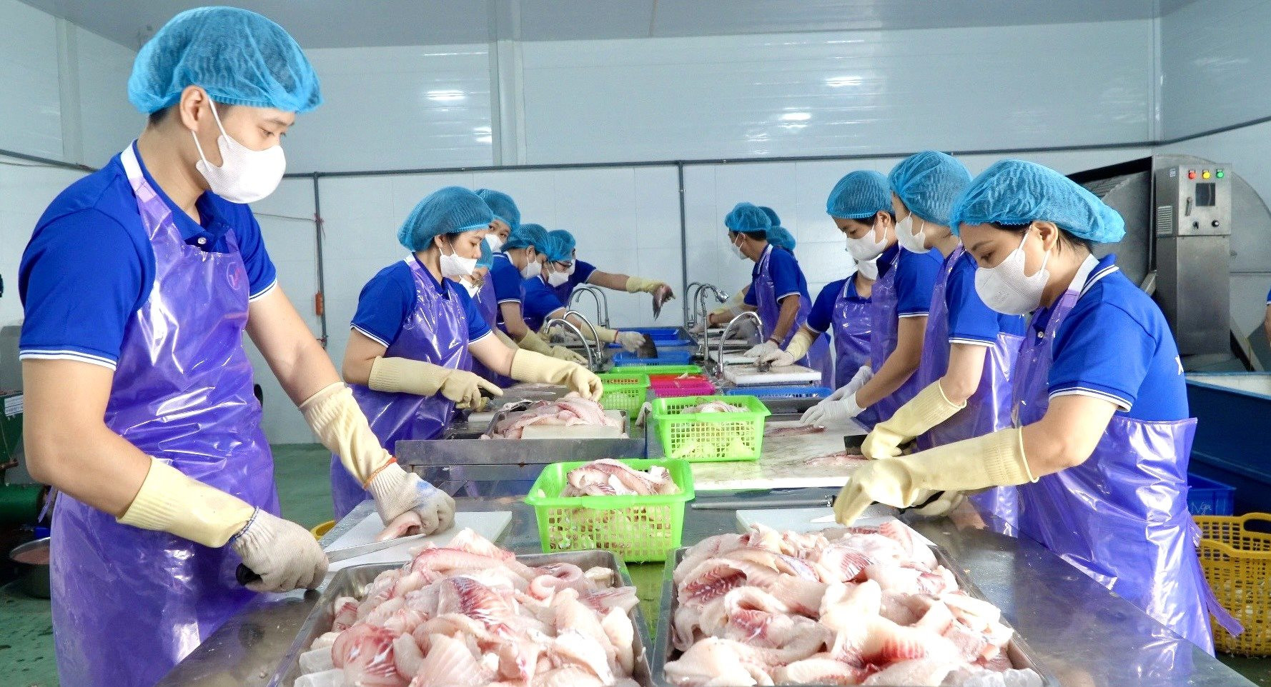 Nuôi cá rô phi làm chả, hướng đi mới cho người nuôi cá ở Hải Dương