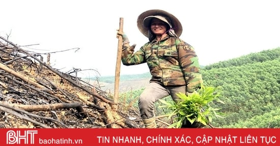 Stick to the hills, soon cover the acacia planting area in Vu Quang