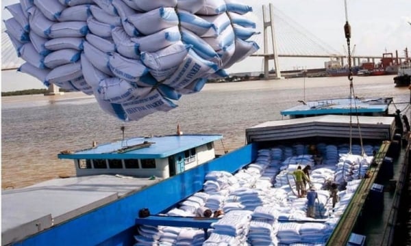 Precios récord de exportación del arroz, comerciantes dejan de comprar y vender