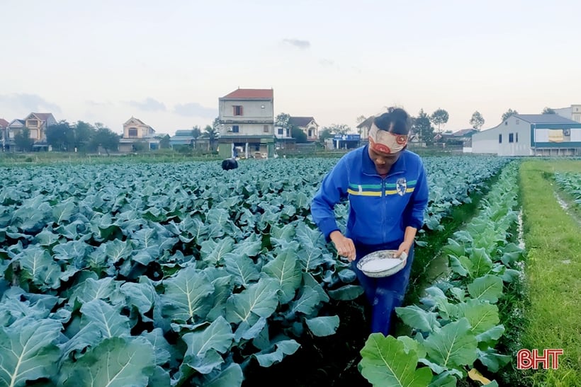 Người dân Thạch Hà tất bật chăm sóc rau, hoa tươi