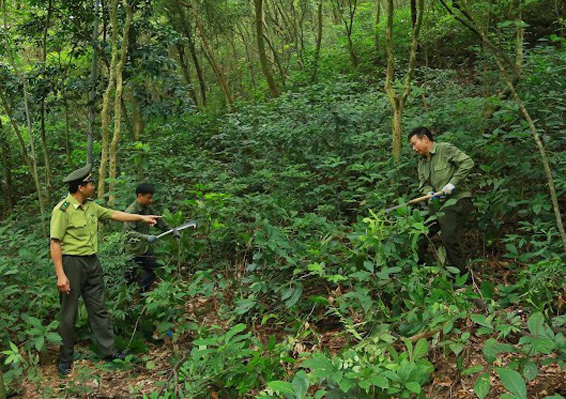 Hai Duong verstärkt Waldbrandprävention während der Feiertage