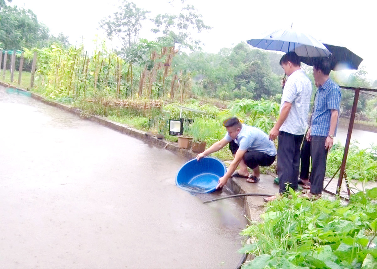 Mixed intensive fish farming model in ponds in Viet Lam commune (Vi Xuyen).