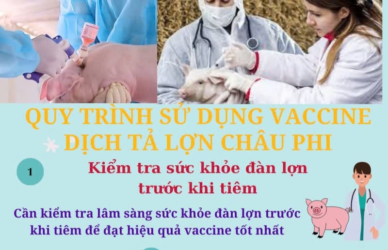 Sử dụng vaccine dịch tả lợn châu Phi thế nào?