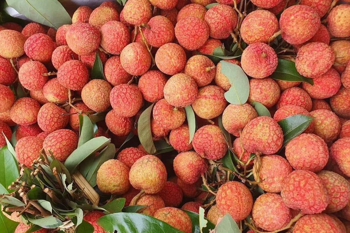 Les litchis roses à maturation précoce sont vendus sur le marché en ligne à plus de 100 000 VND/kg.