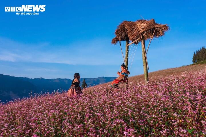 Tam giác mạch là loài hoa đặc trưng ở Hà Giang, thường nở rộ vào khoảng cuối tháng 10 đến đầu tháng 12, khi tiết trời se lạnh, mây mù giăng khắp lối.