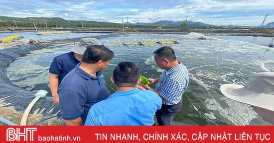 Người nuôi tôm Hà Tĩnh vào vụ mới, kỳ vọng thị trường cuối năm khởi sắc