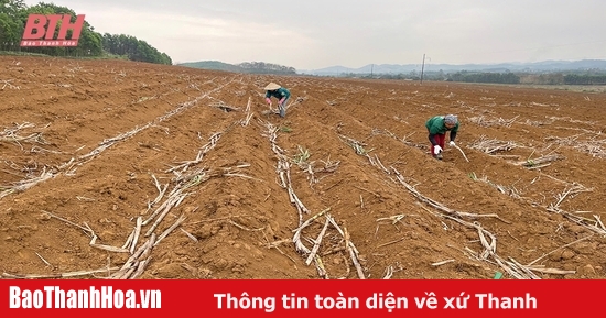 Mở rộng diện tích cây trồng thâm canh