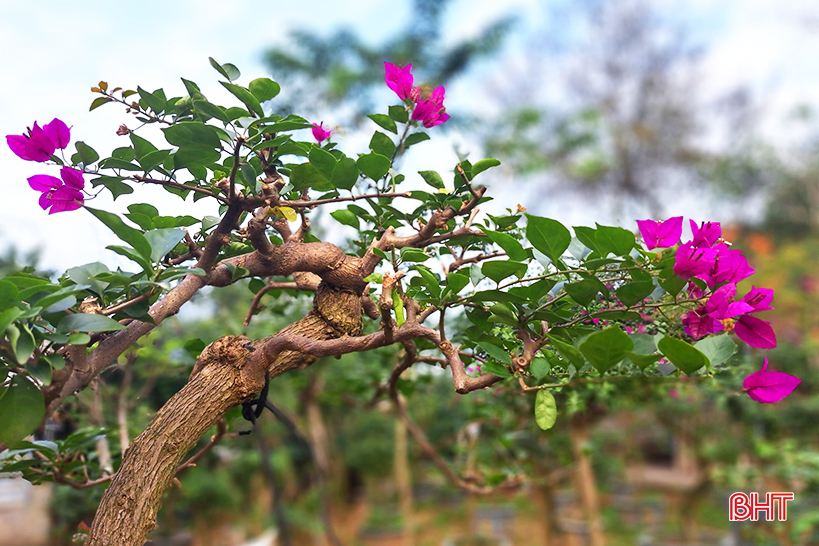 Explora el jardín de bonsáis de mil millones de dólares en Nghi Xuan