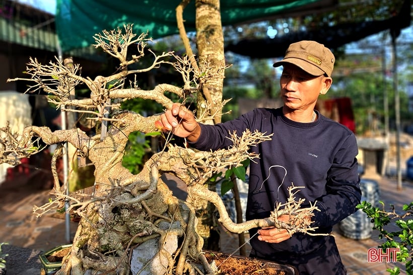 Explora el jardín de bonsáis de mil millones de dólares en Nghi Xuan