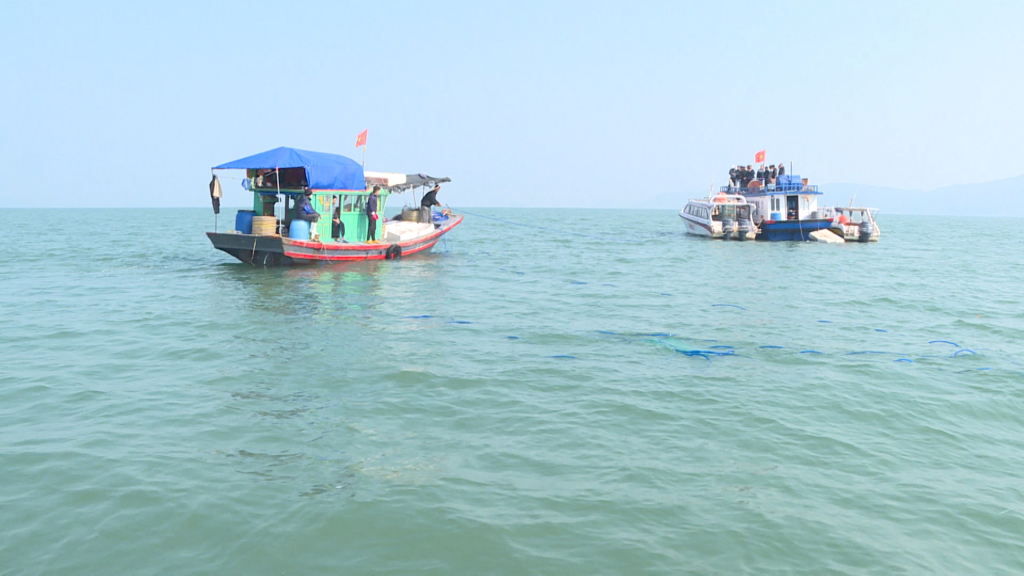 Manh Duc Trade and Fisheries Cooperation, Van Don district is planting clams in Hon Chin area.