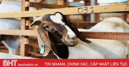 Khám phá trang trại nuôi dê Boer ở huyện miền núi Hà Tĩnh