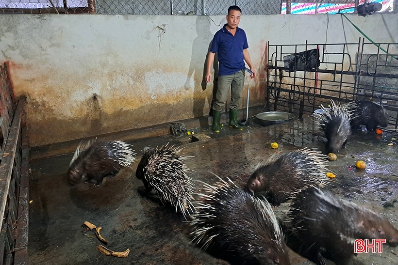 Perspectivas del modelo de cría de puercoespines en Nghi Xuan