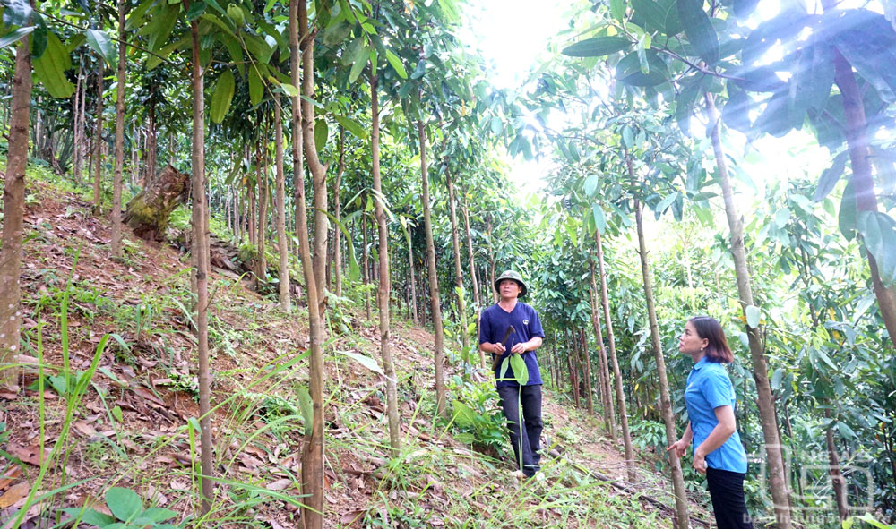 La canela es uno de los árboles clave para el desarrollo de la economía forestal en el distrito de Dinh Hoa. En la foto: Habitantes de la aldea de Dong Dinh, comuna de Kim Phuong, inspeccionan el bosque de canela. Foto: T.L.