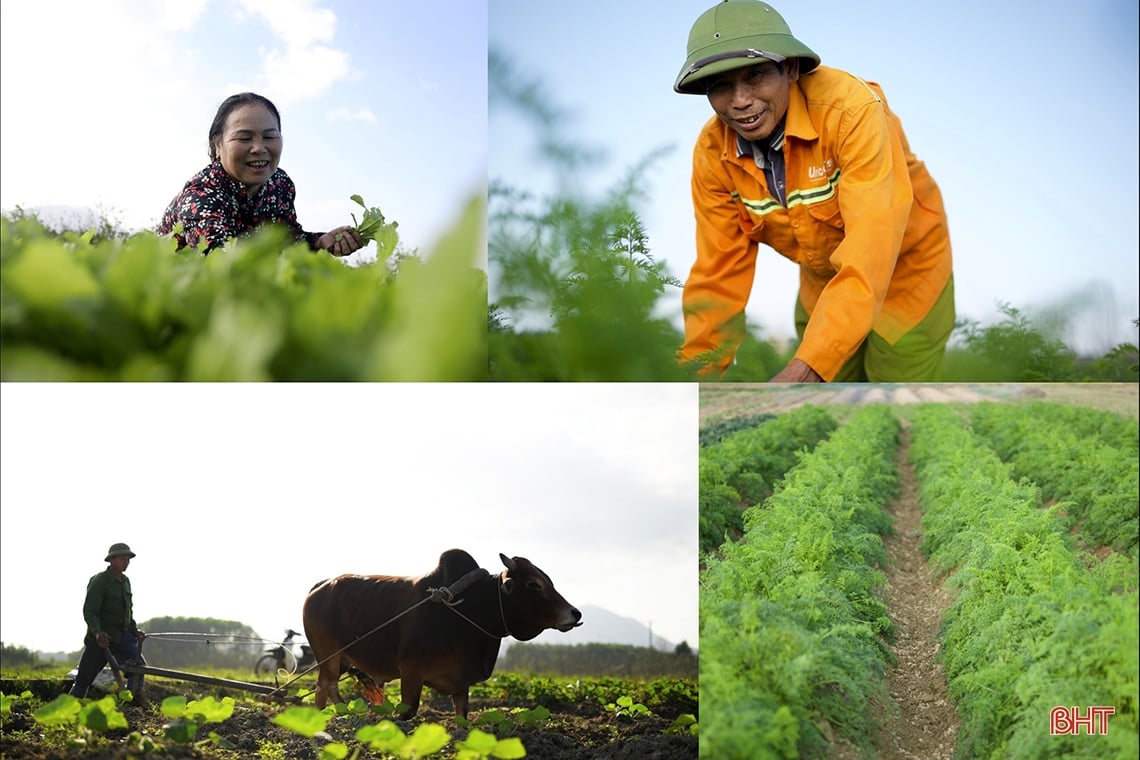 Vegetable farmers in Ky Anh town expect a good harvest and good price for Tet