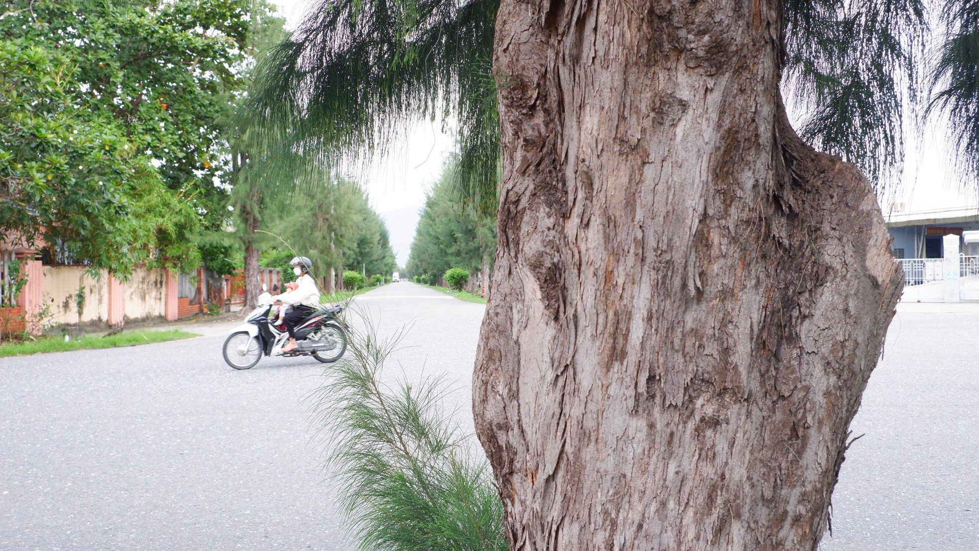 Rangées vertes et fraîches d'anciens arbres casuarina dans le parc industriel de Da Nang, photo 11