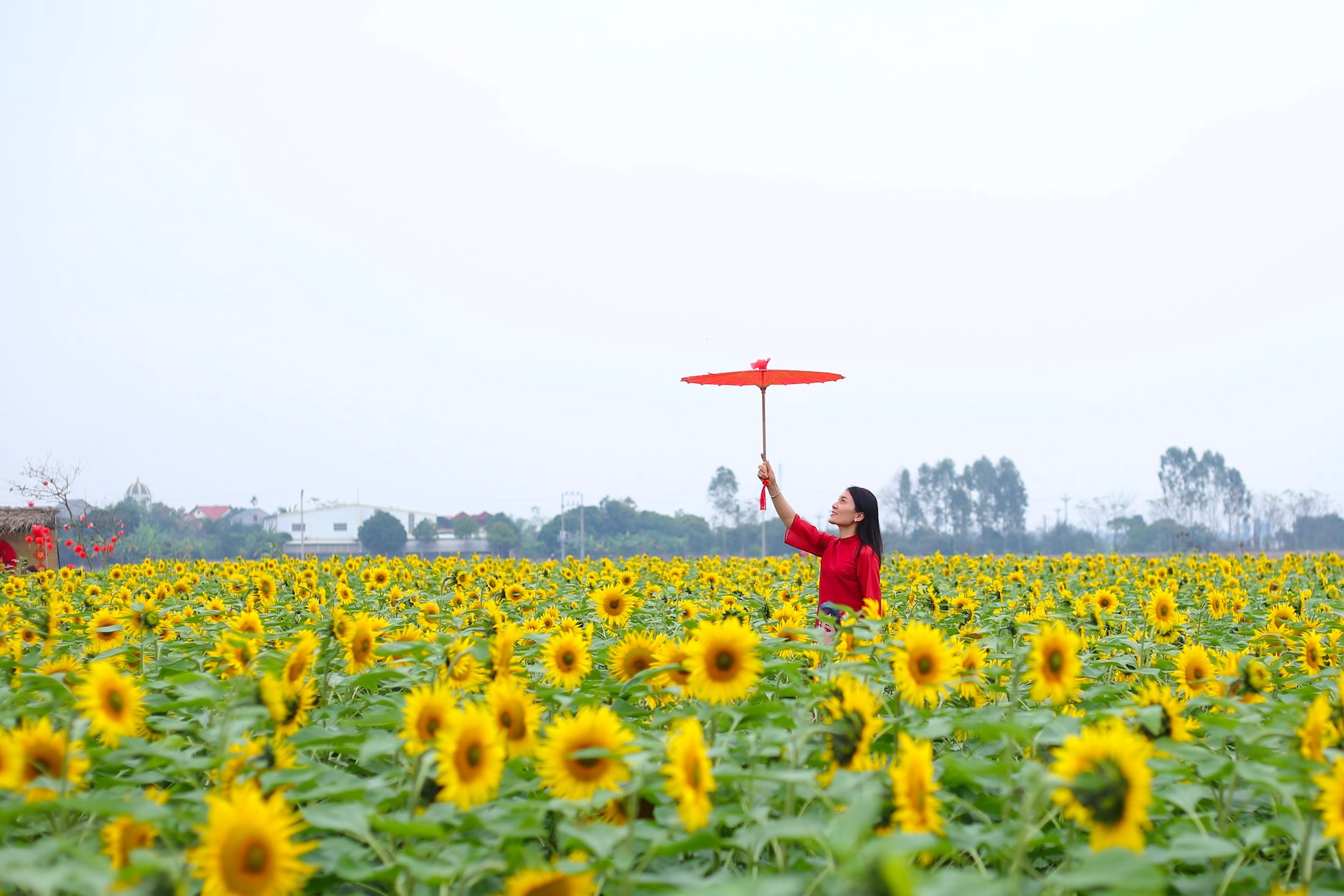 Vườn hoa hướng dương xã An Thượng khoe sắc rực rỡ đầu xuân