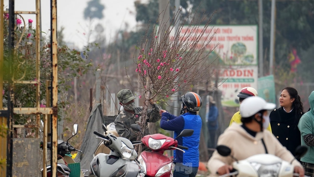Hanoi: Las flores de durazno de Nhat Tan aumentan drásticamente de precio, incluso con millones de dongs, todavía es difícil comprarlas. Foto 4