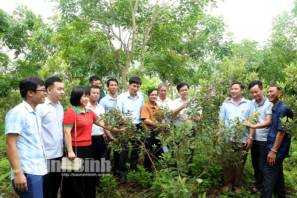 Hội thảo đầu bờ đề tài Ứng dụng KHCN xây dựng mô hình trồng cây sim làm nguyên liệu và phục vụ du lịch