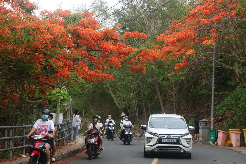 ราชพฤกษ์บานสะพรั่งสีแดงสดในเมืองวุงเต่า 1.jpg