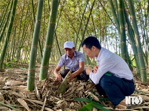 Trồng tre lấy măng, hướng đi mới trong phát triển kinh tế