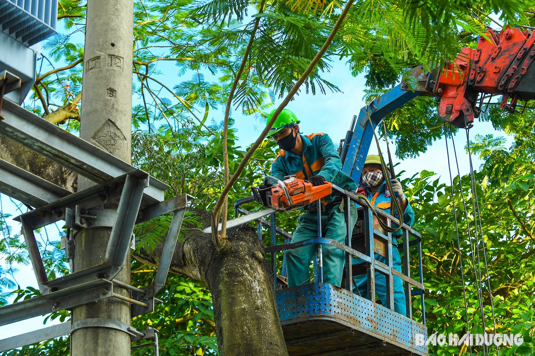 Tree trimming violates power grid corridor in Hai Duong city