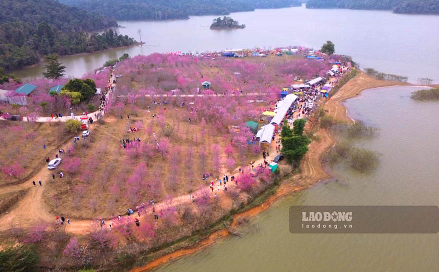 บนทะเลสาบป่าควง ในตำบลป่าควง เมืองเดียนเบียนฟู จังหวัดเดียนเบียน ดอกซากุระญี่ปุ่นนับสิบต้นแข่งขันกันบานบน “เกาะดอกไม้” สร้างฉากที่แสนโรแมนติก ภาพ : ทานห์บิ่ญ