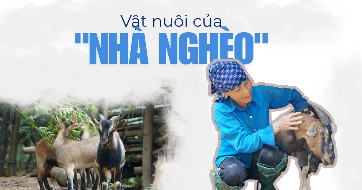 Vật nuôi của nhà nghèo