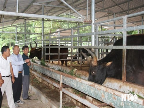 Taller sobre evaluación del potencial de desarrollo de las manadas híbridas de gaures en el Parque Nacional Phuoc Binh