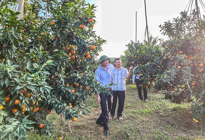 Trang trại triệu đô